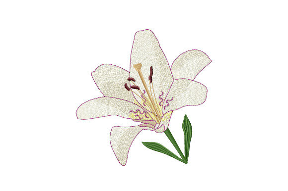 White Tiger Lily